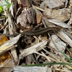 Lampropholis guichenoti (Common Garden Skink) at Aranda, ACT - 25 Oct 2022 by KMcCue