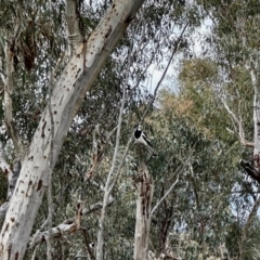 Grallina cyanoleuca (Magpie-lark) at Aranda, ACT - 26 Oct 2022 by KMcCue