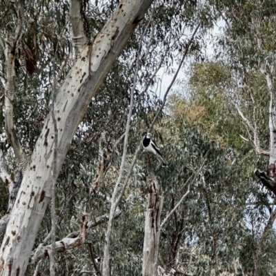 Grallina cyanoleuca (Magpie-lark) at Aranda Bushland - 26 Oct 2022 by KMcCue