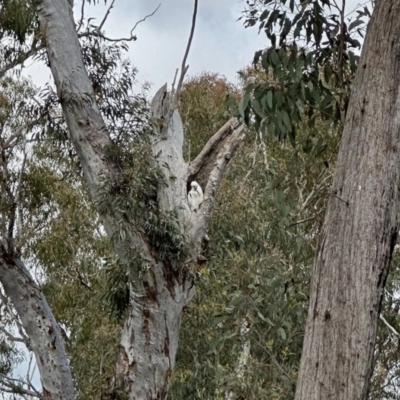 Cacatua galerita (Sulphur-crested Cockatoo) at Aranda, ACT - 26 Oct 2022 by KMcCue