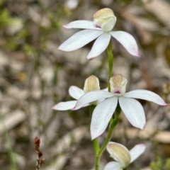 Caladenia moschata (Musky Caps) at Aranda Bushland - 26 Oct 2022 by KMcCue