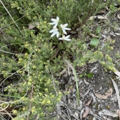 Caladenia moschata at Aranda, ACT - 26 Oct 2022