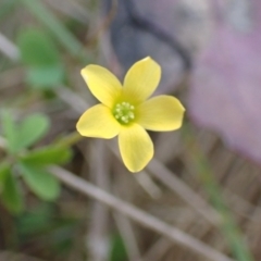 Oxalis sp. (Wood Sorrel) at Boorowa, NSW - 15 Oct 2022 by drakes