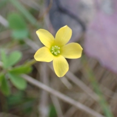 Oxalis sp. (Wood Sorrel) at Boorowa, NSW - 15 Oct 2022 by drakes