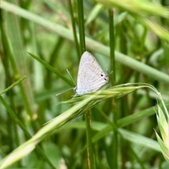 Lampides boeticus (Long-tailed Pea-blue) at Aranda, ACT - 26 Oct 2022 by KMcCue