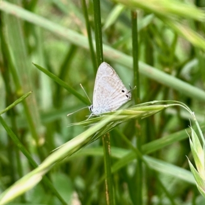 Lampides boeticus (Long-tailed Pea-blue) at Aranda, ACT - 26 Oct 2022 by KMcCue