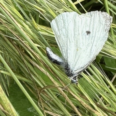 Pieris rapae (Cabbage White) at Aranda, ACT - 26 Oct 2022 by KMcCue