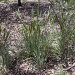 Austrostipa densiflora (Foxtail Speargrass) at Mount Jerrabomberra - 25 Oct 2022 by Steve_Bok