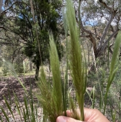 Austrostipa densiflora at Jerrabomberra, NSW - 25 Oct 2022