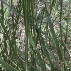 Austrostipa densiflora at Jerrabomberra, NSW - 25 Oct 2022