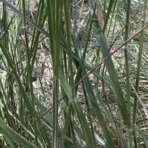 Austrostipa densiflora at Jerrabomberra, NSW - 25 Oct 2022