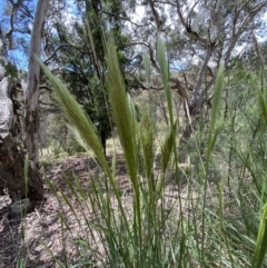 Austrostipa densiflora at Jerrabomberra, NSW - 25 Oct 2022