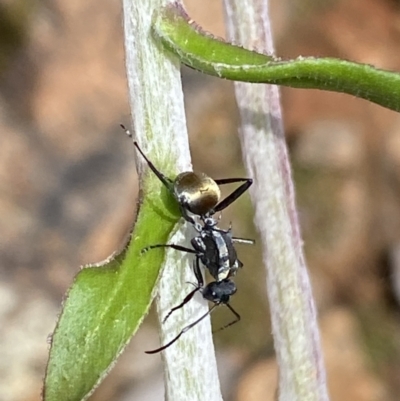 Polyrhachis ammon (Golden-spined Ant, Golden Ant) at Mount Jerrabomberra - 25 Oct 2022 by Steve_Bok