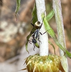 Polyrhachis ammon at Jerrabomberra, NSW - 25 Oct 2022