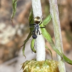 Polyrhachis ammon at Jerrabomberra, NSW - 25 Oct 2022