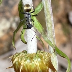 Polyrhachis ammon at Jerrabomberra, NSW - 25 Oct 2022