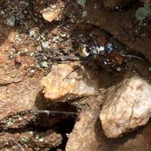 Polyrhachis ammon at Jerrabomberra, NSW - 25 Oct 2022