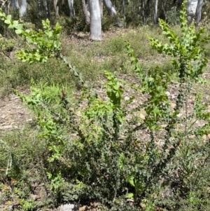 Acacia pravissima at Jerrabomberra, NSW - 25 Oct 2022 01:58 PM