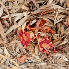 Aseroe rubra (Anemone Stinkhorn) at Isaacs, ACT - 26 Oct 2022 by Mike