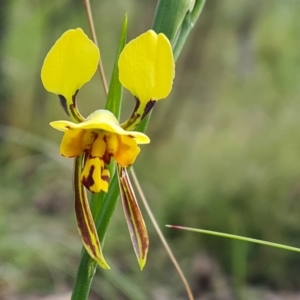 Diuris sulphurea at Jerrabomberra, ACT - 26 Oct 2022