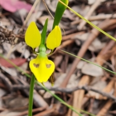 Diuris sulphurea at Jerrabomberra, ACT - 26 Oct 2022