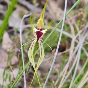 Caladenia atrovespa at Jerrabomberra, ACT - 26 Oct 2022