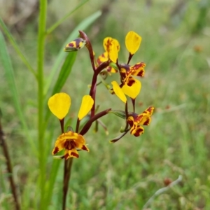 Diuris semilunulata at Jerrabomberra, ACT - 26 Oct 2022