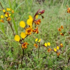 Diuris semilunulata at Jerrabomberra, ACT - 26 Oct 2022