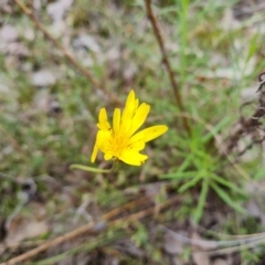 Microseris walteri (Yam Daisy, Murnong) at Jerrabomberra, ACT - 26 Oct 2022 by Mike