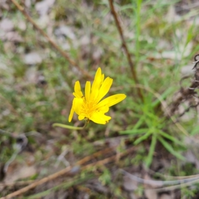 Microseris walteri (Yam Daisy, Murnong) at Wanniassa Hill - 26 Oct 2022 by Mike