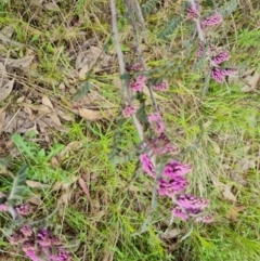 Indigofera adesmiifolia (Tick Indigo) at Jerrabomberra, ACT - 26 Oct 2022 by Mike