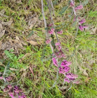 Indigofera adesmiifolia (Tick Indigo) at Wanniassa Hill - 26 Oct 2022 by Mike