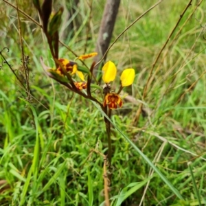 Diuris semilunulata at Jerrabomberra, ACT - 26 Oct 2022