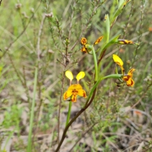 Diuris semilunulata at Jerrabomberra, ACT - 26 Oct 2022