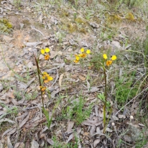 Diuris semilunulata at Jerrabomberra, ACT - 26 Oct 2022