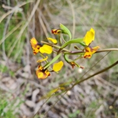 Diuris semilunulata at Jerrabomberra, ACT - 26 Oct 2022