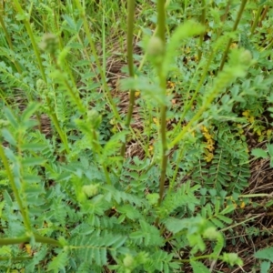 Sanguisorba minor at Jerrabomberra, ACT - 26 Oct 2022 04:34 PM