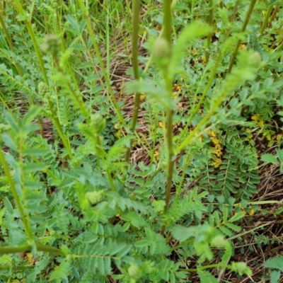 Sanguisorba minor (Salad Burnet, Sheep's Burnet) at Jerrabomberra, ACT - 26 Oct 2022 by Mike