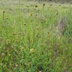 Sanguisorba minor at Jerrabomberra, ACT - 26 Oct 2022