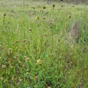 Sanguisorba minor at Jerrabomberra, ACT - 26 Oct 2022