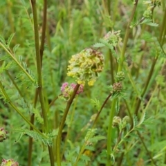 Sanguisorba minor at Jerrabomberra, ACT - 26 Oct 2022