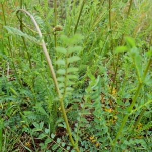 Sanguisorba minor at Jerrabomberra, ACT - 26 Oct 2022