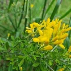 Genista stenopetala (Madeira Broom) at Isaacs, ACT - 28 Oct 2022 by Mike
