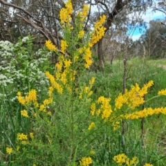 Genista stenopetala at Isaacs, ACT - 28 Oct 2022