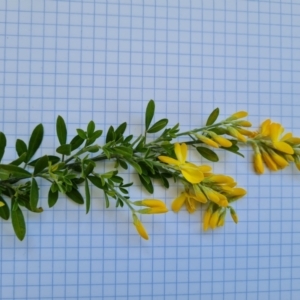 Genista stenopetala at Isaacs, ACT - 28 Oct 2022 01:11 PM