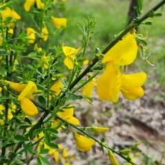 Cytisus scoparius subsp. scoparius (Scotch Broom, Broom, English Broom) at Isaacs Ridge - 26 Oct 2022 by Mike