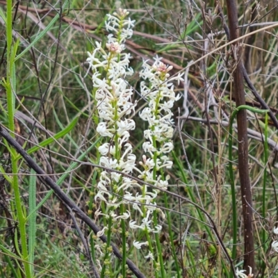 Stackhousia monogyna (Creamy Candles) at Farrer Ridge - 26 Oct 2022 by Mike