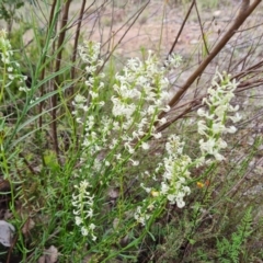 Stackhousia monogyna at Farrer, ACT - 26 Oct 2022 03:52 PM