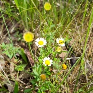 Erigeron karvinskianus at Farrer, ACT - 26 Oct 2022 03:38 PM