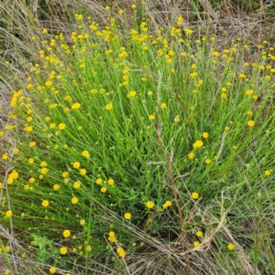 Calotis lappulacea (Yellow Burr Daisy) at Farrer, ACT - 26 Oct 2022 by Mike